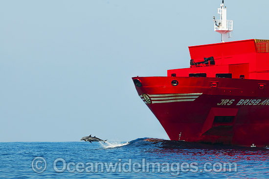 Dolphins riding bow wave of ship photo