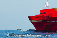 Dolphins riding bow wave of ship Photo - Gary Bell