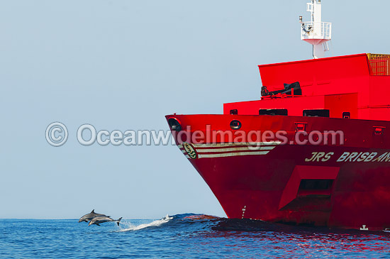 Dolphins riding bow wave of ship photo