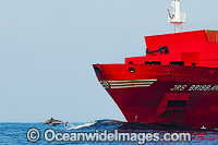 Dolphins riding bow wave of ship Photo - Gary Bell
