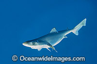 Endeavour Dogfish Centrophorus moluccensis Photo - Gary Bell