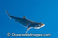 Deep Sea Endeavour Dogfish Photo - Gary Bell