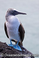 Blue-footed Booby Photo - David Fleetham