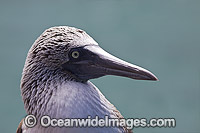 Blue-footed Booby Photo - David Fleetham
