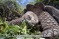 Galapagos Giant Tortoise Photo - David Fleetham