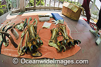 Tiger Paws and Animals chinese medicine Photo - David Fleetham