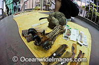 Tiger Paws and Animals chinese medicine Photo - David Fleetham