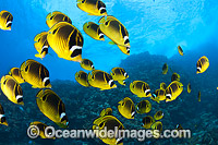 Schooling Butterflyfish Photo - David Fleetham