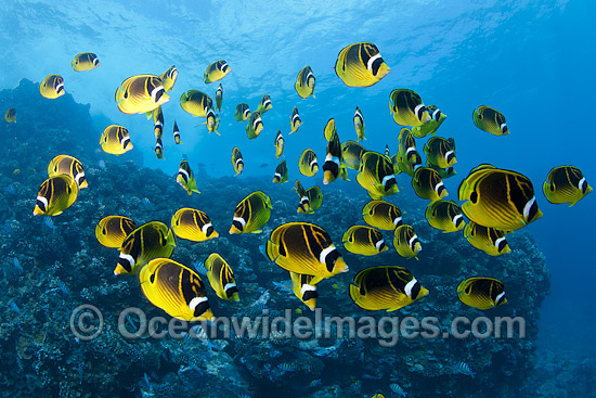 Schooling Raccoon Butterflyfish photo
