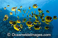 Schooling Raccoon Butterflyfish Photo - David Fleetham