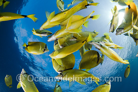 Schooling Milletseed Butterflyfish photo Schooling Milletseed Butterflyfish photo