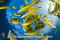 Schooling Milletseed Butterflyfish Photo - David Fleetham
