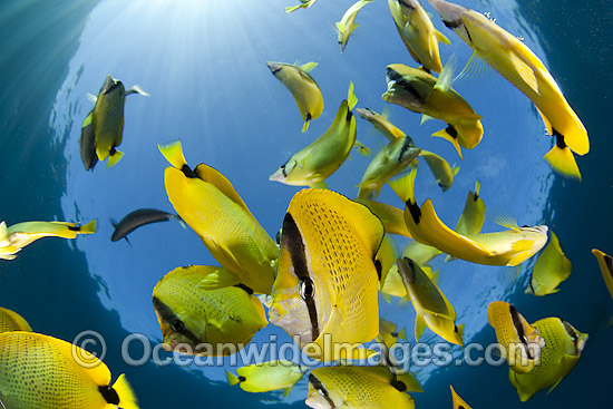 Milletseed Butterflyfish photo Milletseed Butterflyfish photo