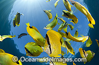Milletseed Butterflyfish Photo - David Fleetham
