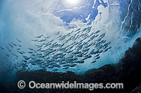 Hawaiian Flagtails Kuhlia xenura Photo - David Fleetham