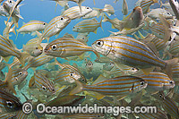 Smallmouth Grunts Haemulon chrysargyreum Photo - David Fleetham