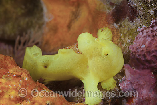 Giant Frogfish juvenile photo Giant Frogfish juvenile photo