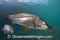 Common Snook Centropomus undecimalis Photo - David Fleetham
