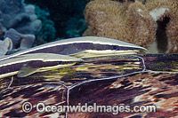 Remora attached to Turtle Photo - David Fleetham