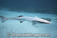 Remora swimming Photo - David Fleetham