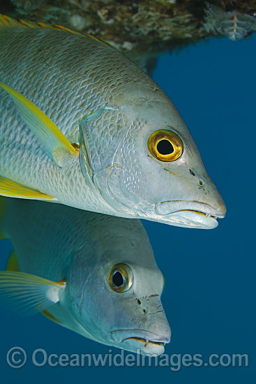 Cubera Snapper Lutjanus cyanopterus photo Cubera Snapper Lutjanus cyanopterus photo
