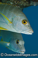 Cubera Snapper Lutjanus cyanopterus Photo - David Fleetham