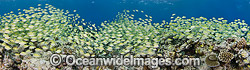 Schooling Surgeonfish and reef Photo - David Fleetham