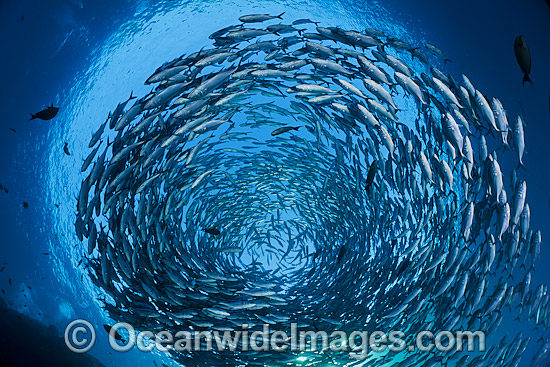 Schooling Trevally photo Schooling Trevally photo
