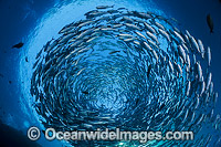 Schooling Trevally Photo - David Fleetham