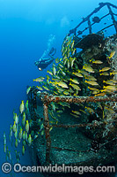 Shipwreck Hawaii Photo - David Fleetham