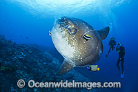 Ocean Sunfish and Divers Photo - David Fleetham
