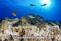 Sleek Unicornfish being cleaned Photo - David Fleetham