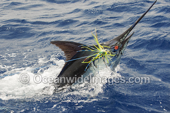Atlantic Blue Marlin taking a lure photo