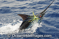 Atlantic Blue Marlin taking a lure Photo - John Ashley