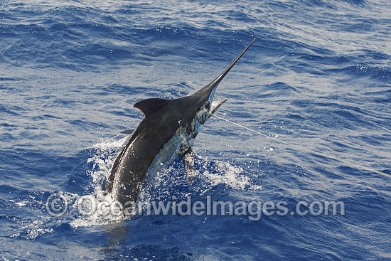 Atlantic Blue Marlin taking a lure photo Atlantic Blue Marlin taking a lure photo