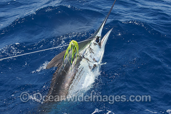 Atlantic Blue Marlin Makaira nigricans photo Atlantic Blue Marlin Makaira nigricans photo