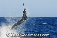 Blue Marlin Makaira nigricans Photo - John Ashley
