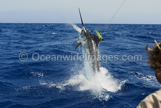 Atlantic Blue Marlin photo