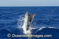 Atlantic Blue Marlin at surface Photo - John Ashley