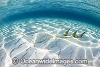 Giant Shovelnose Ray Heron Island Photo - Gary Bell