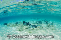 Pink Whiprays Himantura fai Photo - Gary Bell