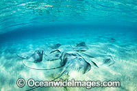 Pink Whiprays Himantura fai Photo - Gary Bell