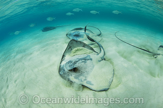 Cowtail Stingrays photo