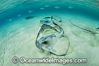Cowtail Stingrays Photo - Gary Bell