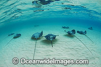 Pink Whiprays Himantura fai Photo - Gary Bell