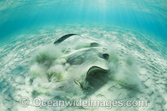 Cowtail Stingray emerging from sand photo