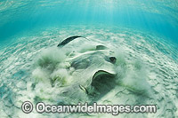 Cowtail Stingray emerging from sand Photo - Gary Bell