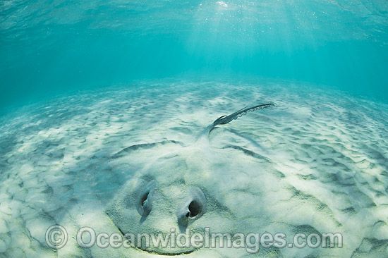 Cowtail Stingrays Pastinachus sephen photo