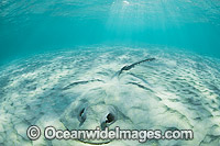Cowtail Stingrays Pastinachus sephen Photo - Gary Bell