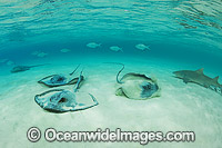 Pink Whiprays Himantura fai Photo - Gary Bell